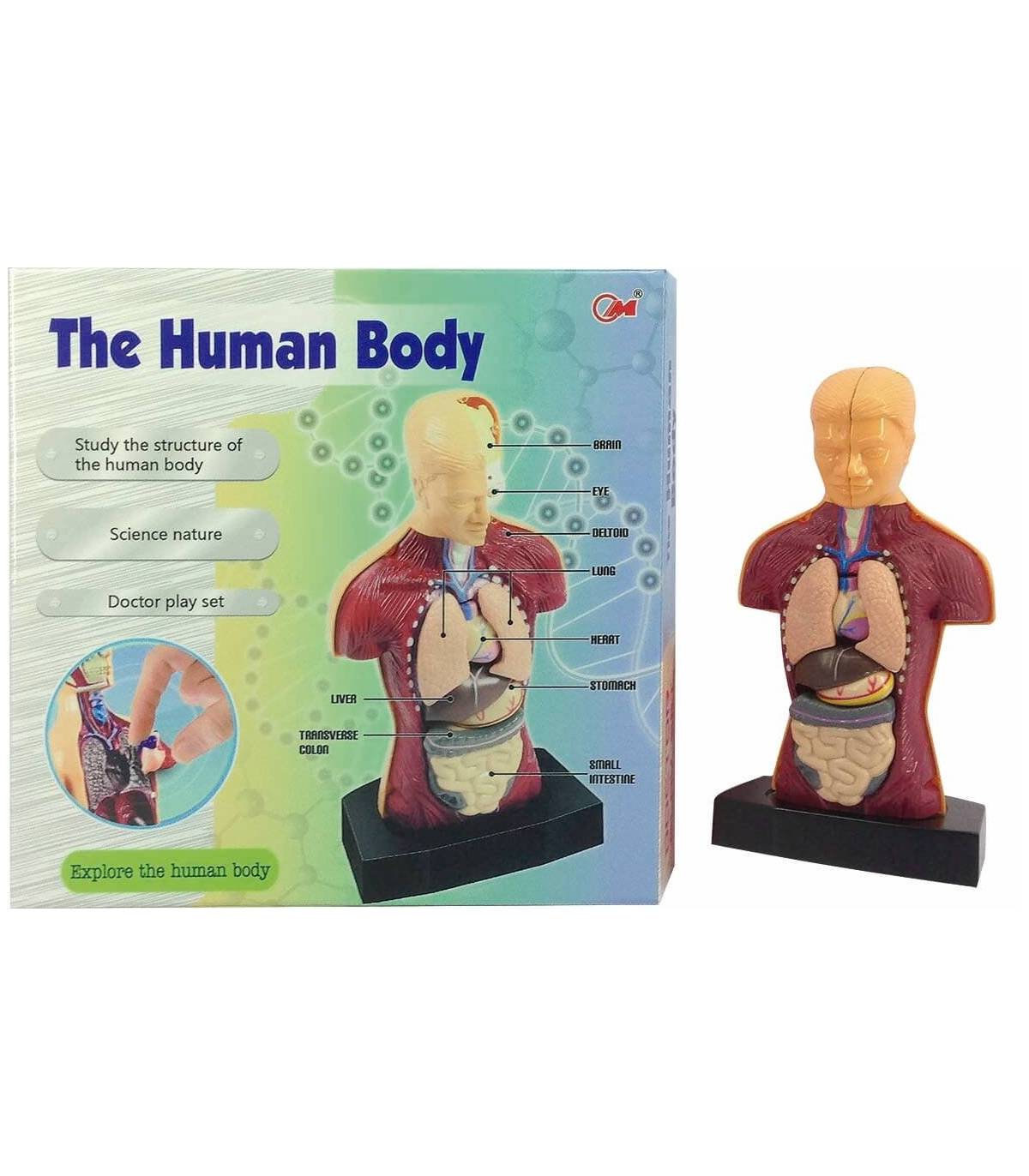 Cuerpo Humano Desmontable